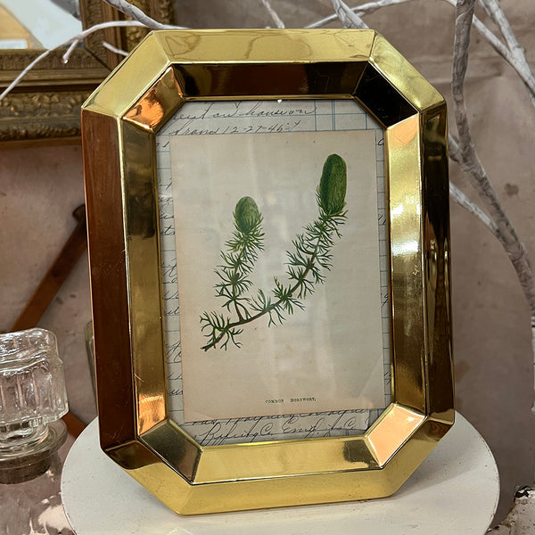 Brass Frame / Botanical