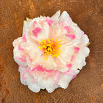 Cream & Pink Flower Pin