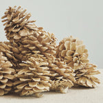 Bleached Pine Cones